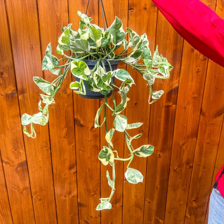  Scindapsus zlatý (Epipremnum aureum) ´Njoy´ - výška 50-60 cm, kont. C2L - ZÁVESNÝ KVETINÁČ 